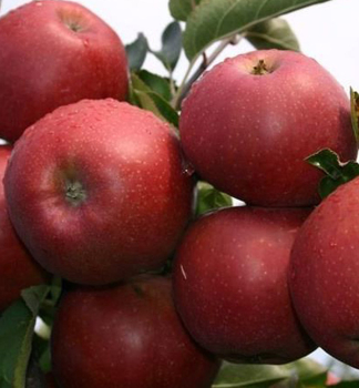 Jablo� �RED JONAPRINCE�� podp. M9