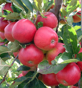 Jablo� st�povit� �RED SPRING�� podp. M7, vo�nok.