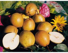 Obr�zok (1)