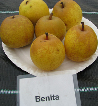Hru�ka �BENITA� podp. semen��, vo�nok.