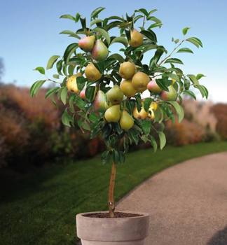 Hru�ka zakrsl� �MINIPEAR� podp. dula Adams, 60-70 cm, kont. 5 l