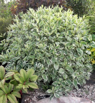 Drie� biely �SIBIRICA VARIEGATA� 50-60 cm, kont. 2,5 l
