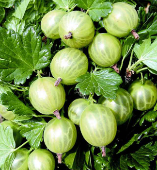 Egre� stromkov� �BIELY N�DHERNݴ na kmienku 70 cm, zemn� bal