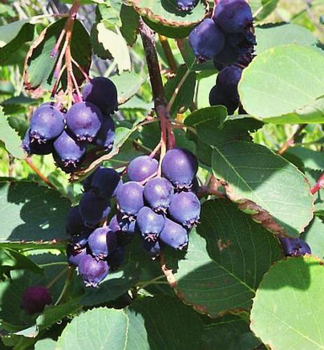 Muchovn�k �PRINCE WILLIAM� (Amelanchier), 20 -30 cm, kont. 2 l