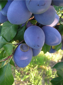 Slivka �TOPHIT�� podp. myrobal�n, vo�nok.