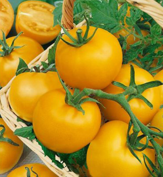 Raj�ina kol�kov� �LEMON BOY F1� 40-50 cm, kont. 0,3 l
