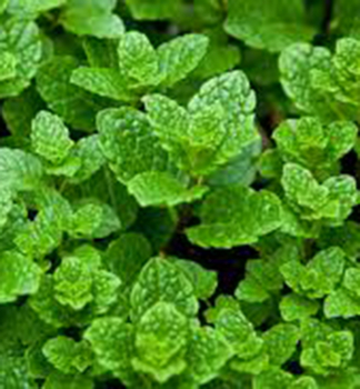 M�ta marock� - extra siln� / Mentha spicata MOROCCAN�