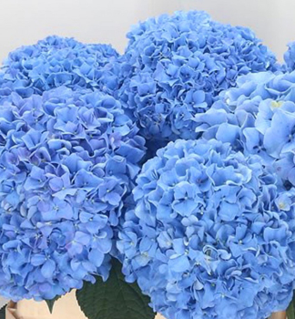 Hortenzia kalinolist� �FABOLO BLUE�� 10-15 cm, kont. 4 l