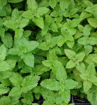 Medovka lek�rska / Melissa officinalis