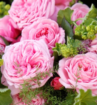 Ru�a extra vo�av� �ROSENGRAFIN MARIE HENRIETTE��***** ADR Kordes 2013, kont. 2 l
