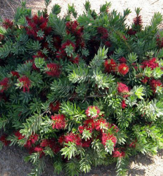 Kalistemon (Ty�inkovec) �LITTLE JOHN� 15-20 cm, kont. 2 l