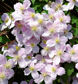 Plamienok horsk� �FRAGRANT SPRING� 40-50 cm, kont. 2 l, vyviazan�