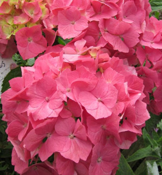 Hortenzia kalinolist� �GERDA STEINIGER� kont. 1,4 l