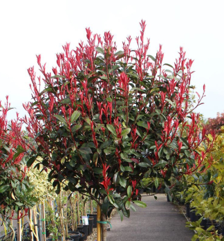 �ervienka Fraserova �CARRE ROUGE� na kmienku 50 cm, kont. 3 l