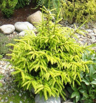 Smrek v�chodn� �AUREA� 60-70 cm, kont. 5 l
