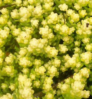 Rozchodn�k prudk� �YELLOW QUEEN�, kont. 0,5 l