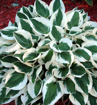 Hosta �PATRIOT� kont. 1,5 l