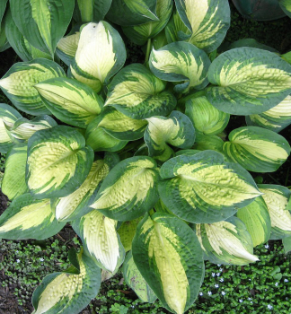 Hosta �GREAT EXPECTATION� kont. 0,5 l