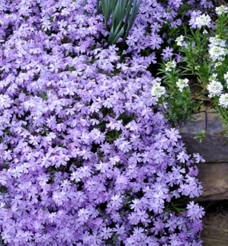 Flox �idlolist� �EMERALD CUSHION BLUE� kont. 0,5 l