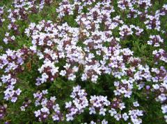 Materina d��ka / Thymus vulgaris �COMPACTUS�