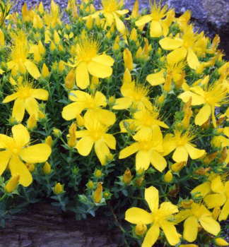 �ubovn�k mnoholist� �GRANDIFLORUM� kont. 0,5 l