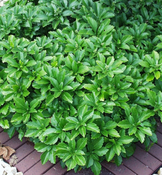 Pachysandra vrcholov� �GREEN CARPET�, kont. 1 l