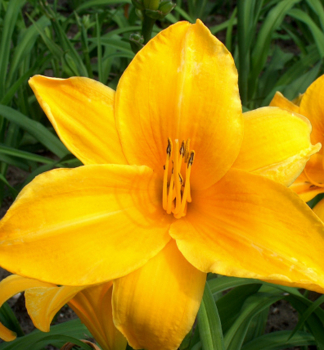 �aliovka hybridn� �CHICAGO SUNRISE� kont. 1 l