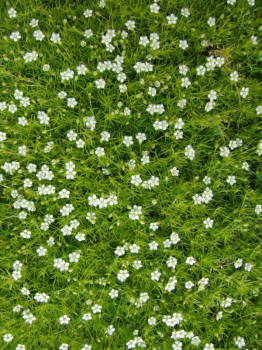 Machovi�ka �idlovit� / Sagina subulata