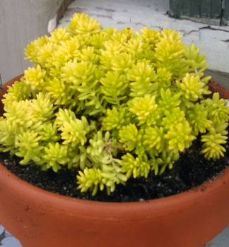 Rozchodn�k prudk� �YELLOW CUSHION� kont. 0,5 l