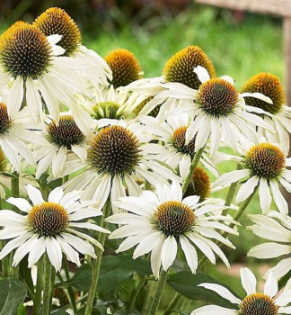 Echinacea purpurov� �ALBA� kont. 0,5 l