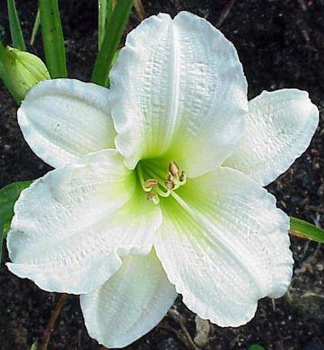 �aliovka hybridn� �GENTLE SHEPHERD� kont. 1 l