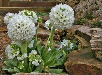 Primula denticulata �ALBA� v exteri�ri medzi skalami