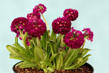 Primula denticulta �RUBINa� v n�dobe