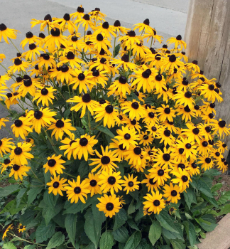 Rudbekia �iariv� �GOLDSTURM� kont. 0,5 l