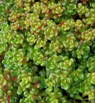 Rozchodn�k biely �CORAL CARPET� kont. 0,5 l