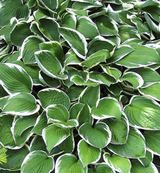 Hosta �FRANCEE� kont. 0,5 l