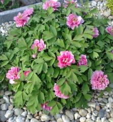 Paeonia suffruticosa RU�OV�