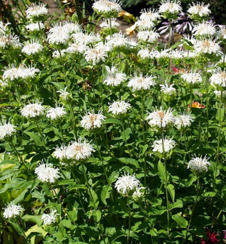 Monarda biela �SCHNEEWITTCHEN�, kont. 0,5 l