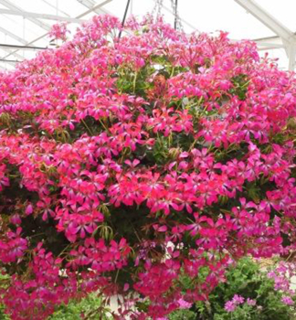Pelarg�nia �ahav� �VILLE DE PARIS DARK PINK�, kont. 0,3 l