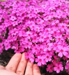 Flox �idlolist� �ATROPURPUREA� kont. 0,5 l