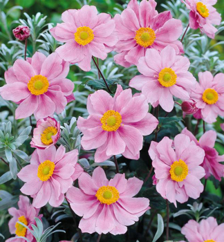 Veternica hybridn� �SERENADE� kont. 1 l