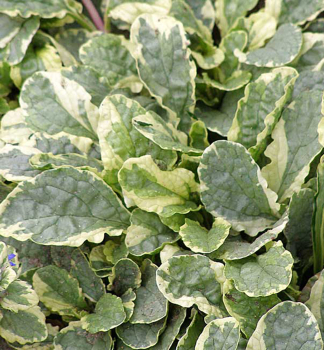 Zbehovec plaziv� �VARIEGATA� kont. 0,5 l