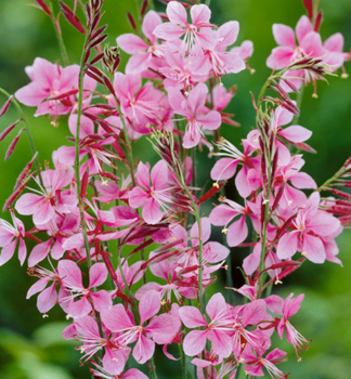 Gaura Lindheimerova �SISKIYOU PINK� kont. 0,5 l