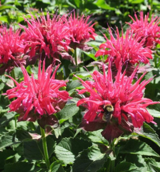 Monarda podvojn� �PINK SUPREME�� kont. 0,5 l