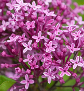 Orgov�n �BLOOMERANG� DARK PURPLE� na kmienku 80 cm, kont. 5 l
