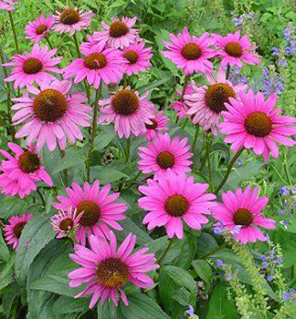 Echinacea purpurov� �MAGNUS� kont. 0,5 l