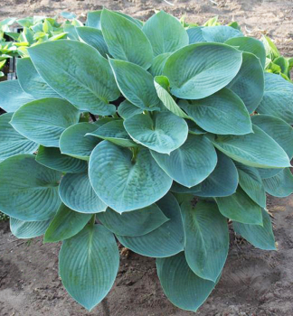 Hosta �BLUE VISION� kont. 1 l