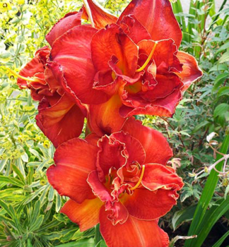 �aliovka hybridn� �MOSES FIRE�, kont. 1 l