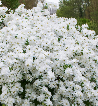 Exochorda strapcovit� �THE BRIDE� 30-40 cm, kont. 2,5 l