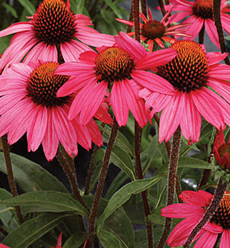 Echinacea hybridn� �GLOWING DREAM�� kont. 0,5 l